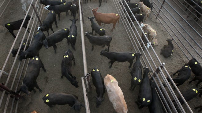 livestock 1.jpg